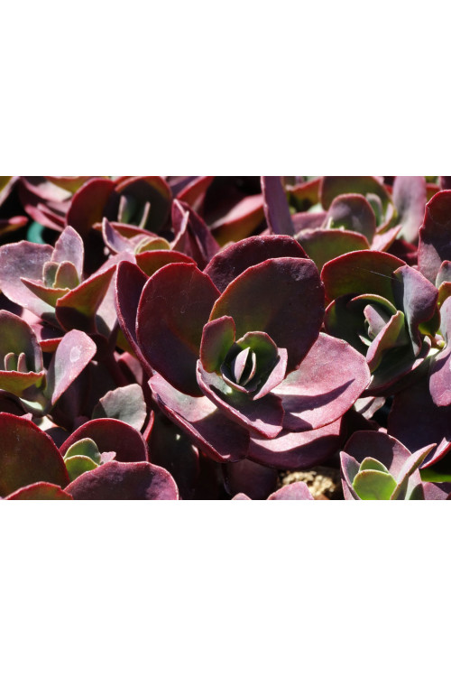 Rozchodnik SunSparkler® 'Cherry Tart' | Sedum hybrida