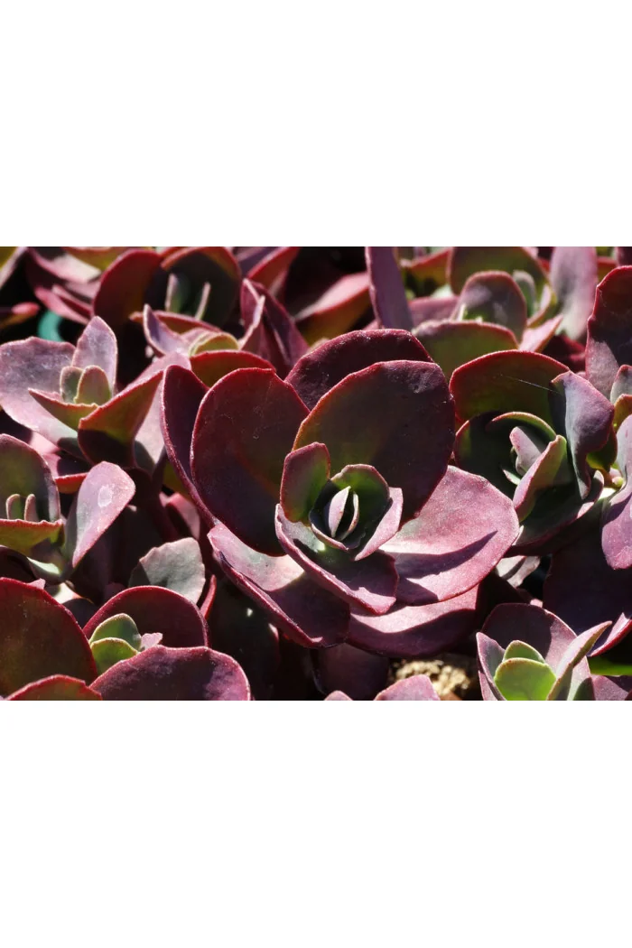 Rozchodnik SunSparkler® 'Cherry Tart' | Sedum hybrida