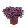 Rozchodnik SunSparkler® 'Cherry Tart' | Sedum hybrida