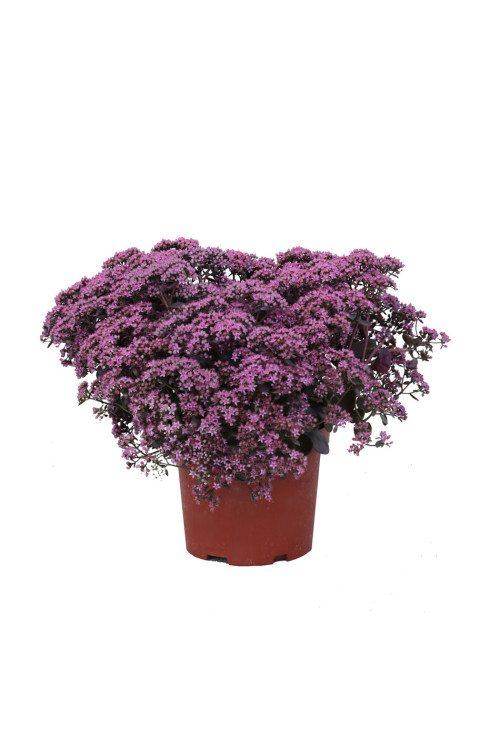 Rozchodnik SunSparkler® 'Cherry Tart' | Sedum hybrida