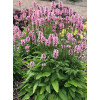 Czyściec 'Pink Cotton Candy' | Stachys officinalis