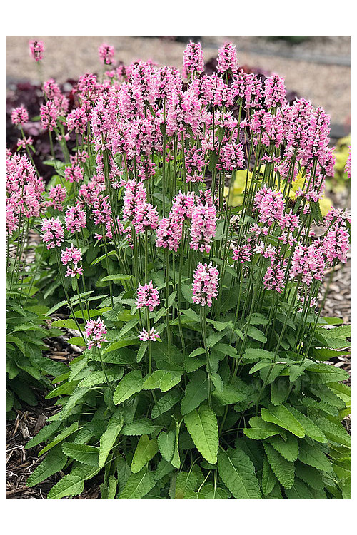 Czyściec 'Pink Cotton Candy' | Stachys officinalis