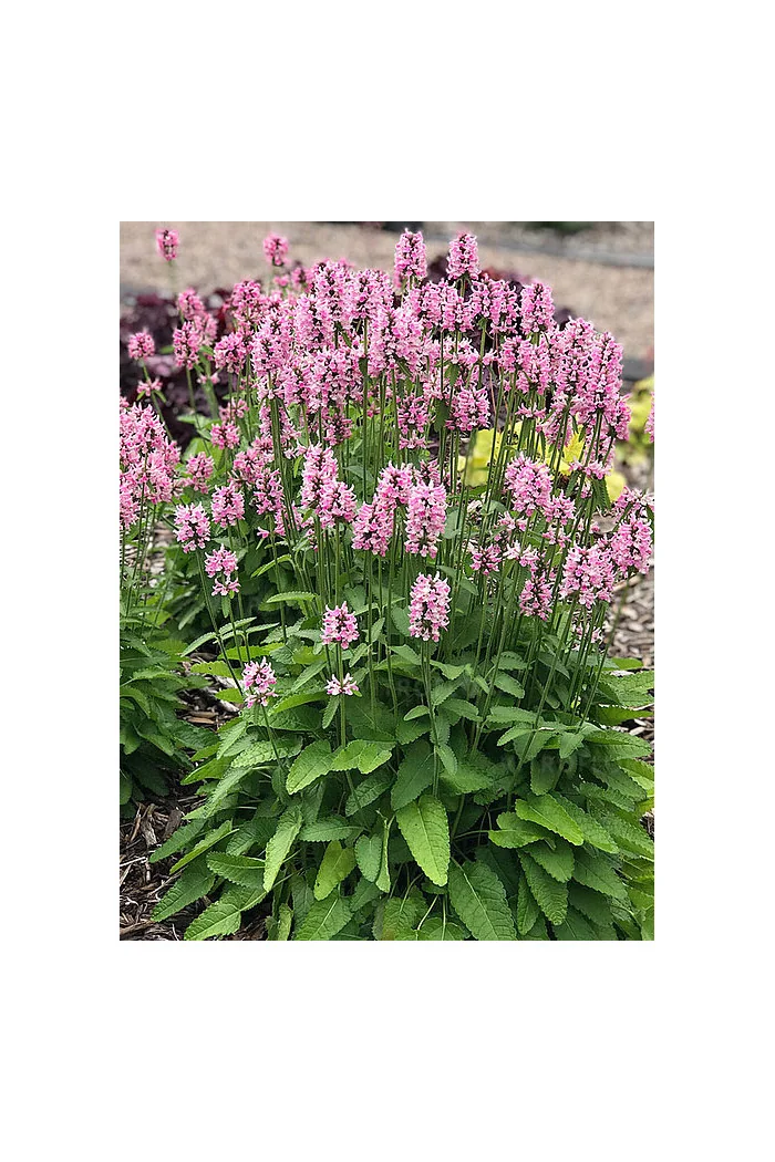 Czyściec 'Pink Cotton Candy' | Stachys officinalis