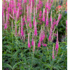 Przetacznik kłosowy 'Anne' | Veronica spicata