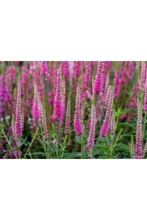 Przetacznik kłosowy 'Anne' | Veronica spicata