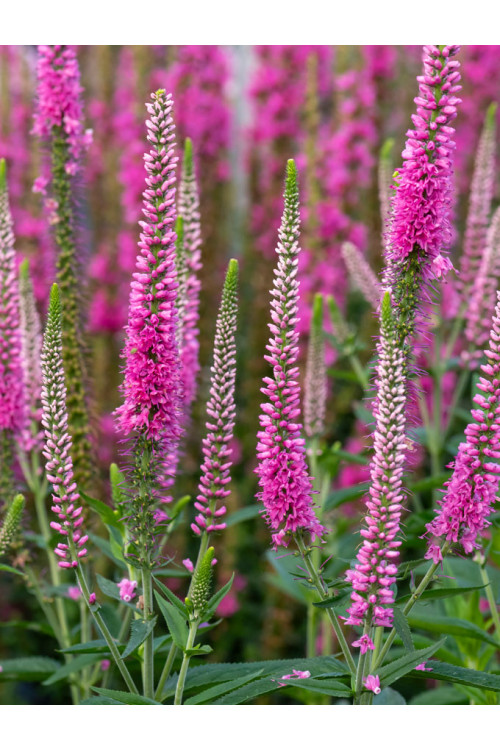 Przetacznik kłosowy 'Anne' | Veronica spicata