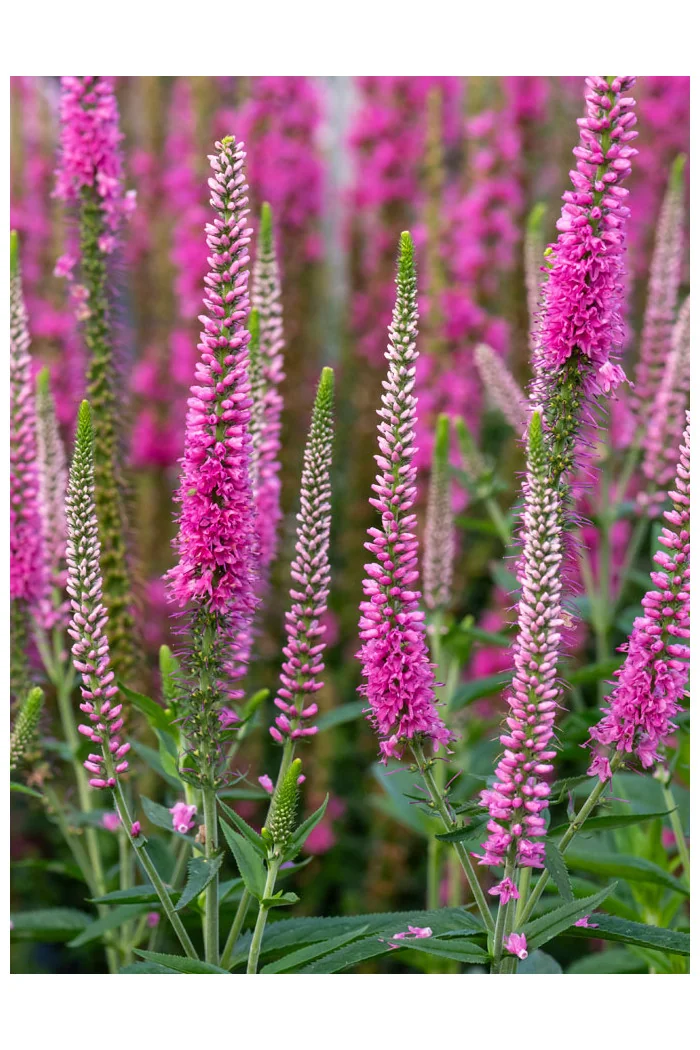 Przetacznik kłosowy 'Anne' | Veronica spicata