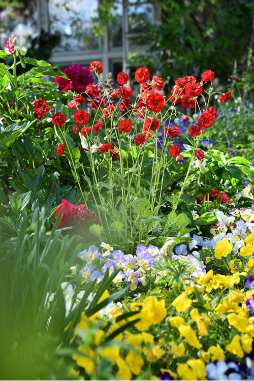 Kuklik 'Samba Sunset' | Geum