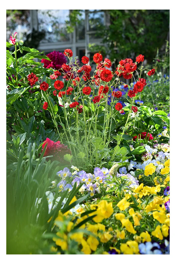 Kuklik 'Samba Sunset' | Geum