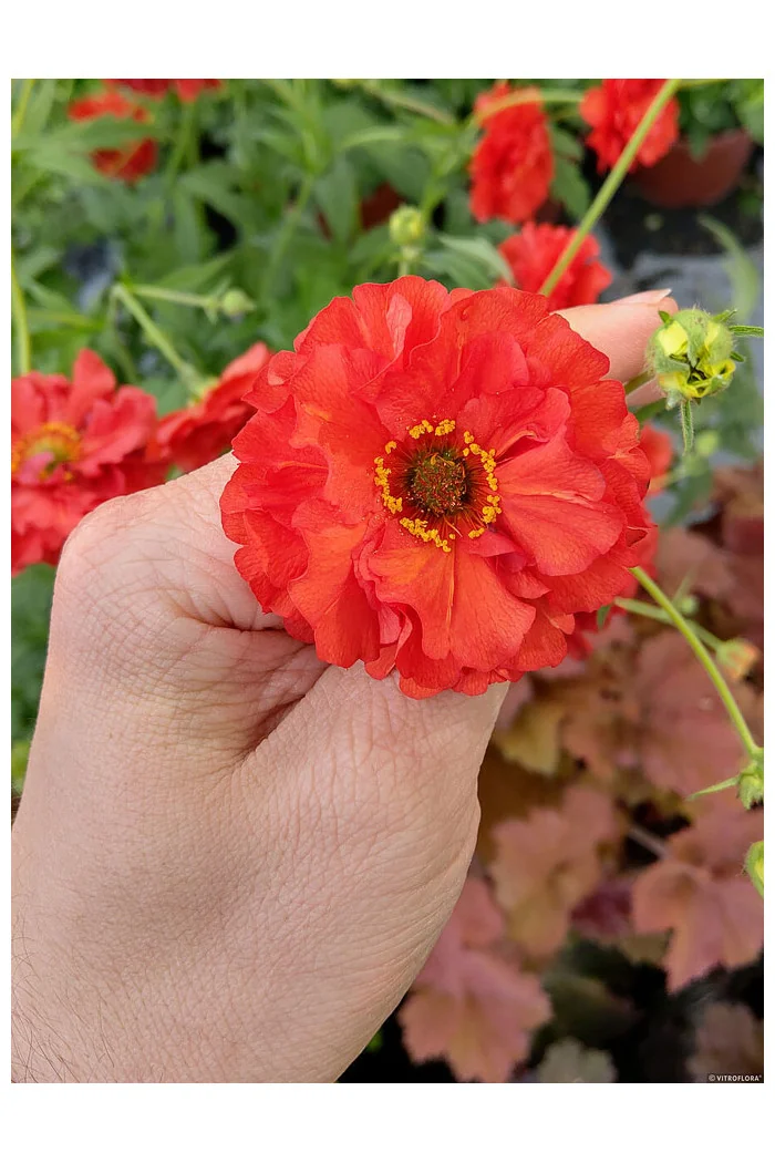 Kuklik 'Samba Sunset' | Geum