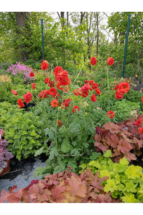 Kuklik 'Samba Sunset' | Geum