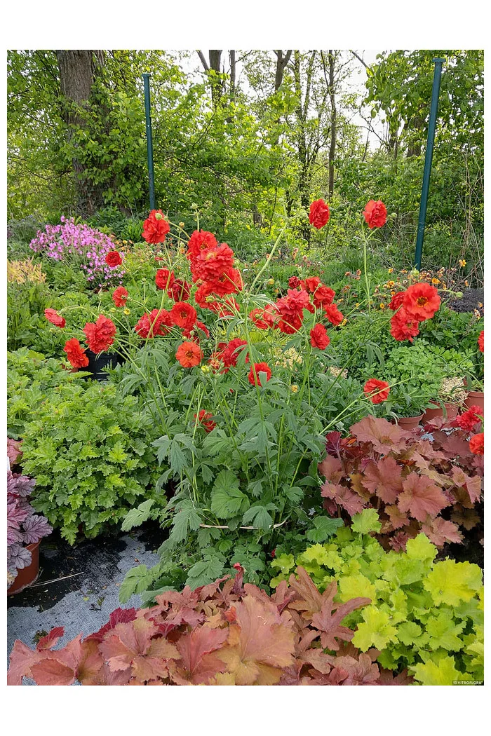 Kuklik 'Samba Sunset' | Geum