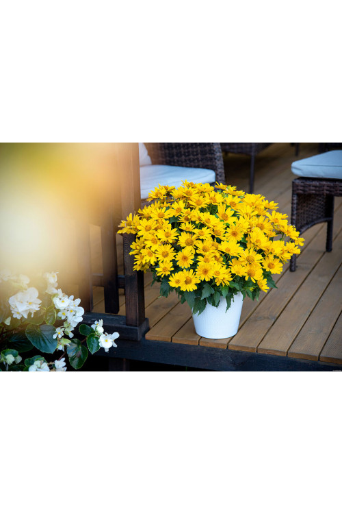 Słoneczniczek szorstki 'Oriole Silnge Yellow' | Heliopsis helianthoides