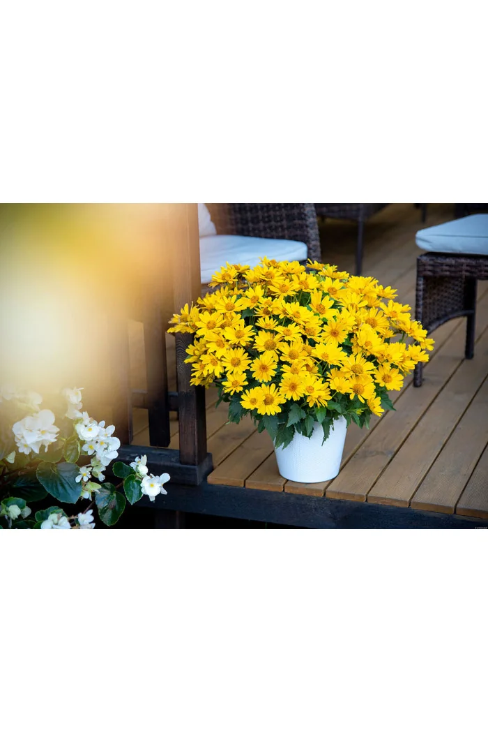 Słoneczniczek szorstki 'Oriole Silnge Yellow' | Heliopsis helianthoides