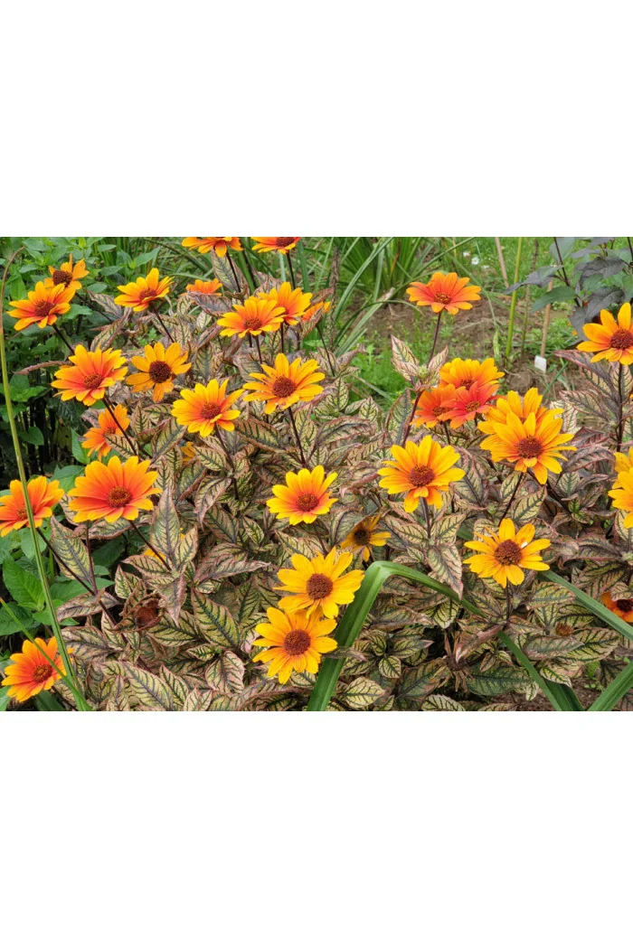 Słoneczniczek szorstki 'Orange Marble' | Heliopsis helianthoides