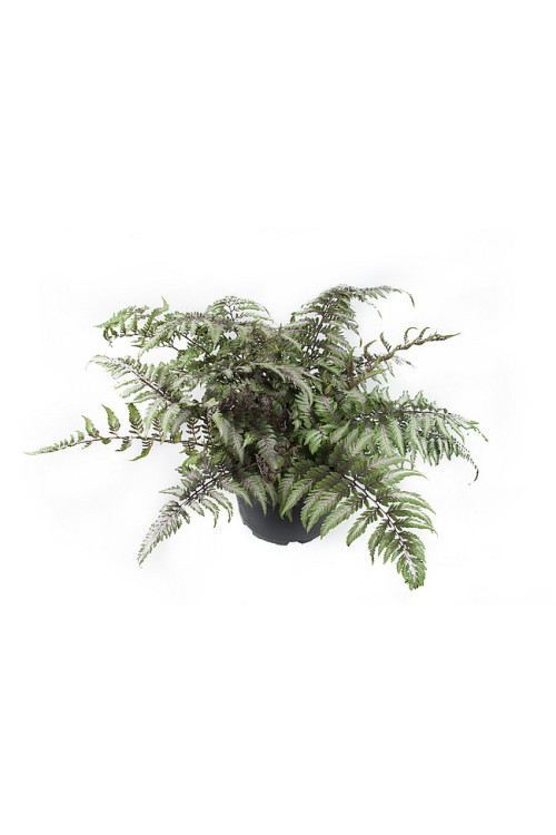 Wietlica japońska 'Pictum' | Athyrium nipponicum