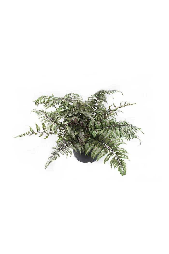 Wietlica japońska 'Pictum' | Athyrium nipponicum