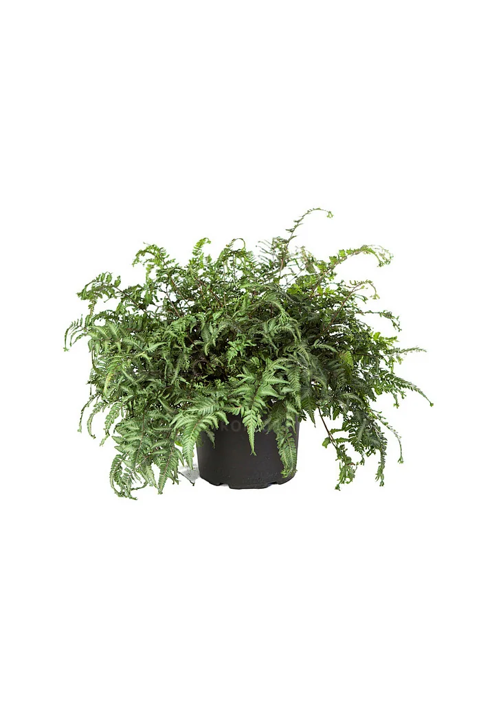 Wietlica japońska 'Apple Court' | Athyrium nipponicum