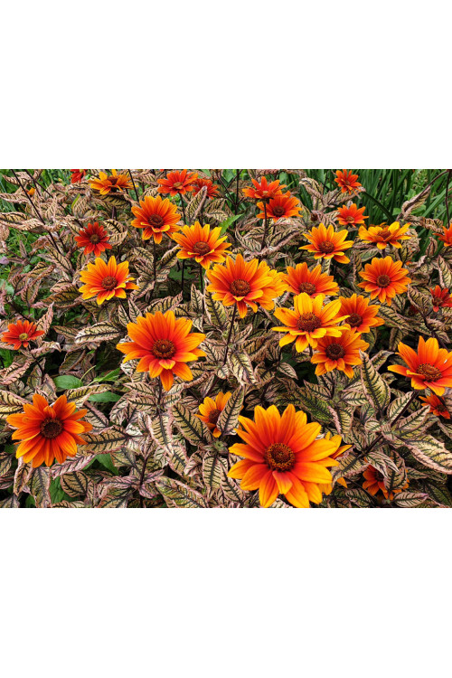 Słoneczniczek szorstki 'Orange Marble' | Heliopsis helianthoides