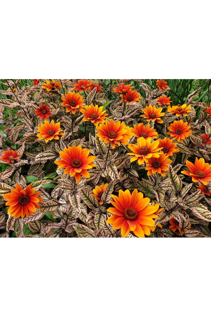 Słoneczniczek szorstki 'Orange Marble' | Heliopsis helianthoides