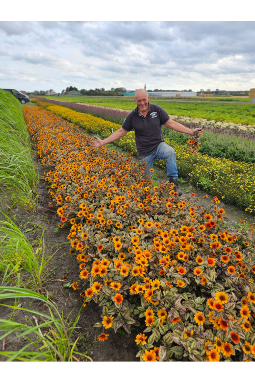 Słoneczniczek szorstki 'Orange Marble' | Heliopsis helianthoides