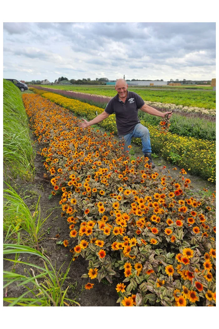 Słoneczniczek szorstki 'Orange Marble' | Heliopsis helianthoides