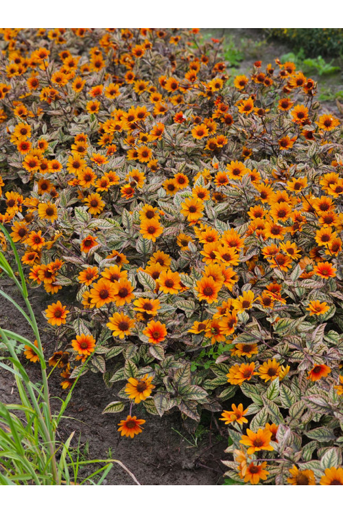 Słoneczniczek szorstki 'Orange Marble' | Heliopsis helianthoides