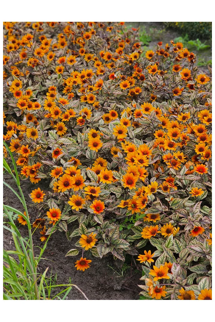 Słoneczniczek szorstki 'Orange Marble' | Heliopsis helianthoides