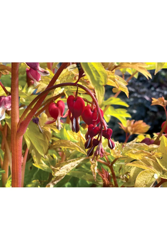 Serduszka 'Ruby Gold' | Dicentra
