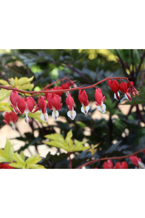 Serduszka 'Ruby Gold' | Dicentra