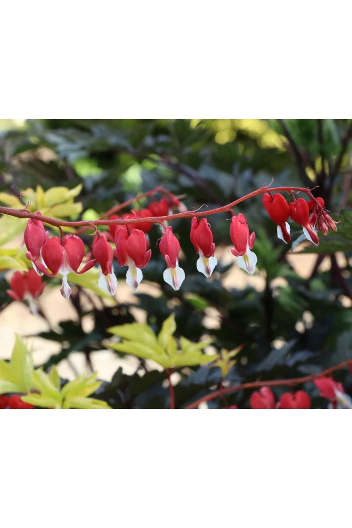 Serduszka 'Ruby Gold' | Dicentra