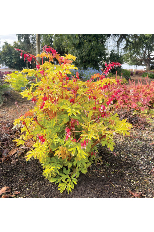 Serduszka 'Ruby Gold' | Dicentra