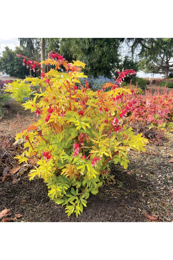 Serduszka 'Ruby Gold' | Dicentra