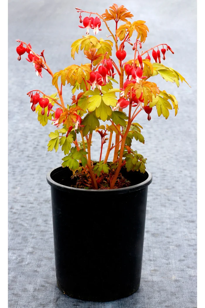 Serduszka 'Ruby Gold' | Dicentra