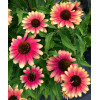 Jeżówka 'Kismet Pink Lemonade' | Echinacea