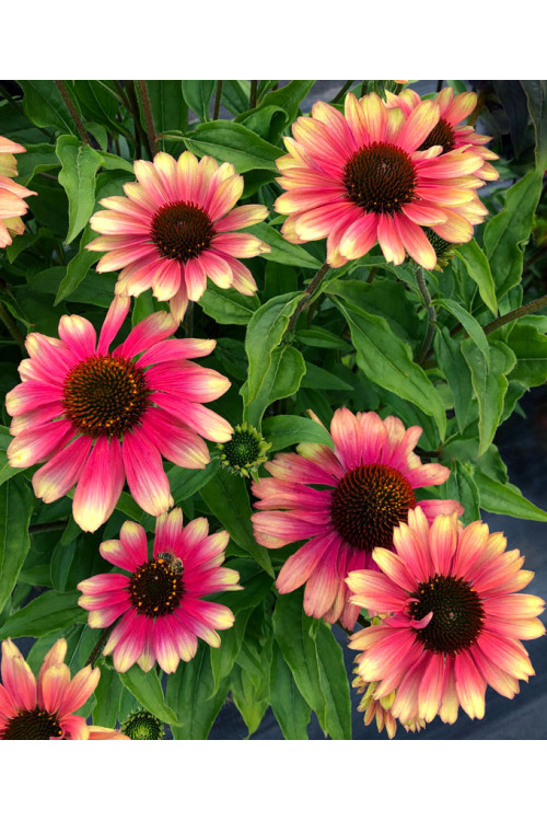 Jeżówka 'Kismet Pink Lemonade' | Echinacea