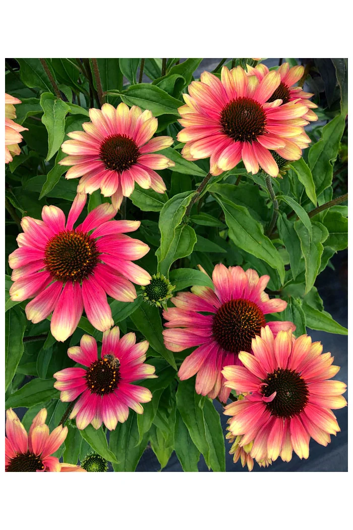 Jeżówka 'Kismet Pink Lemonade' | Echinacea