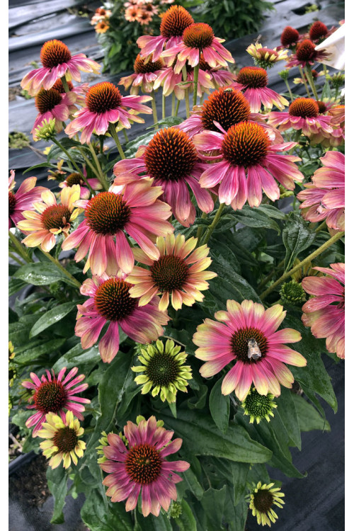Jeżówka 'Kismet Pink Lemonade' | Echinacea