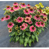 Jeżówka 'Kismet Pink Lemonade' | Echinacea