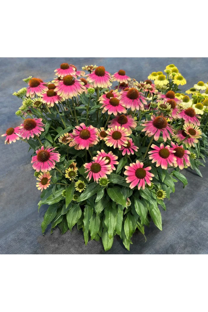 Jeżówka 'Kismet Pink Lemonade' | Echinacea