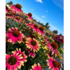Jeżówka 'Kismet Pink Lemonade' | Echinacea