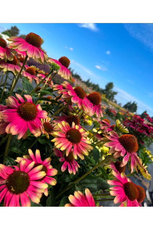 Jeżówka 'Kismet Pink Lemonade' | Echinacea