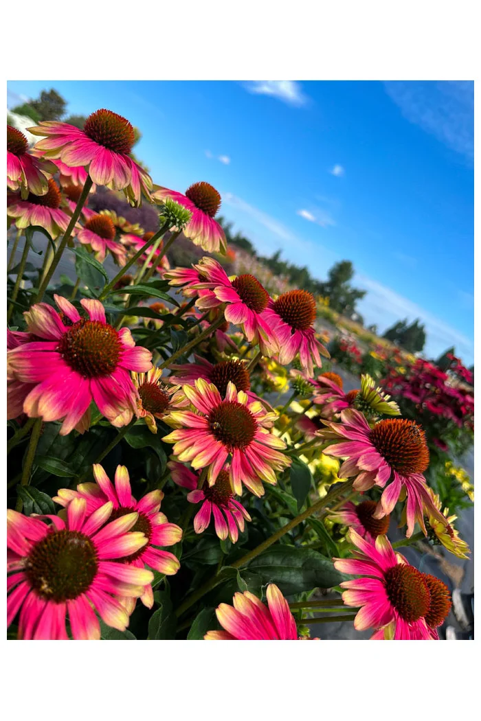 Jeżówka 'Kismet Pink Lemonade' | Echinacea