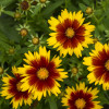 Nachyłek wielkokwiatowy 'UpTick Gold and Bronze' | Coreopsis grandiflora