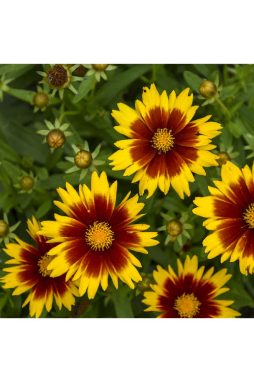 Nachyłek wielkokwiatowy 'UpTick Gold and Bronze' | Coreopsis grandiflora