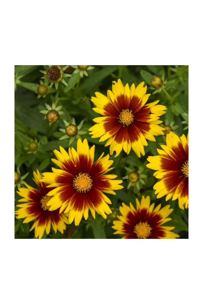 Nachyłek wielkokwiatowy 'UpTick Gold and Bronze' | Coreopsis grandiflora