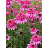 Jeżówka 'Summer Candy' | Echinacea