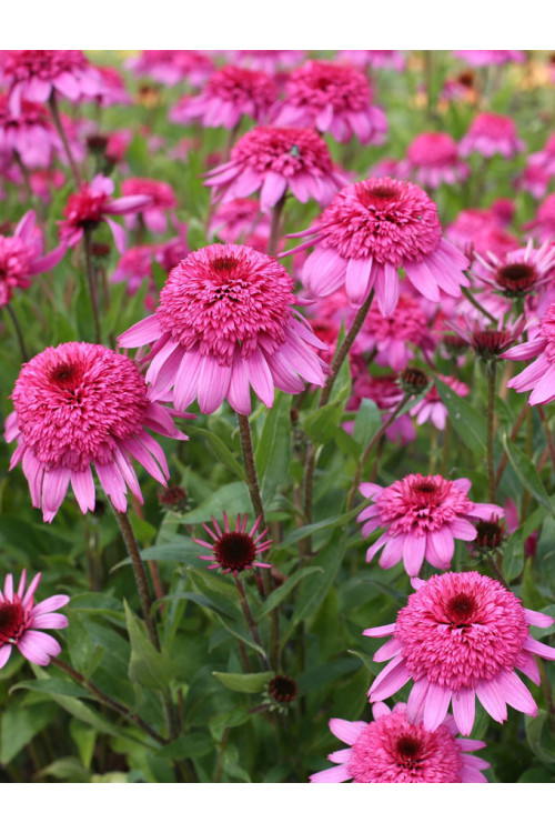 Jeżówka 'Summer Candy' | Echinacea