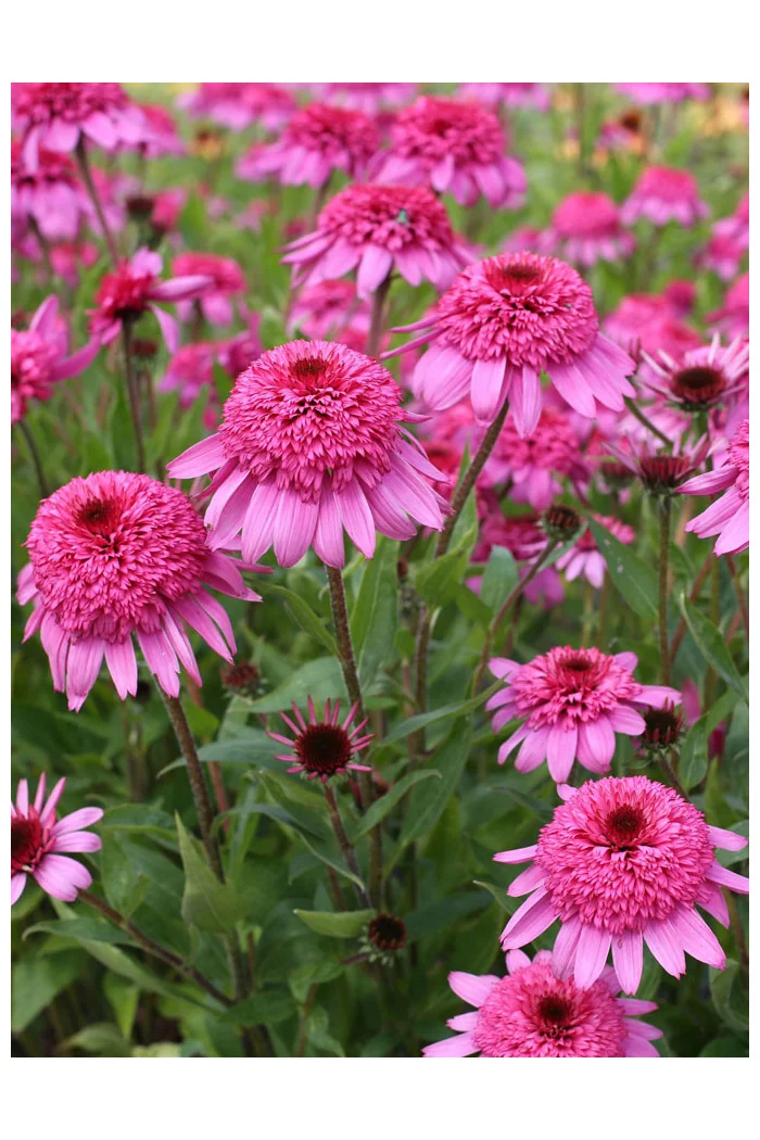 Jeżówka 'Summer Candy' | Echinacea