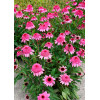 Jeżówka 'Summer Candy' | Echinacea